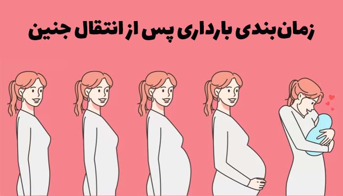 زمانبندی بارداری پس از انتقال جنین